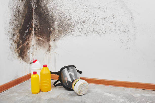 Best Mold Cleaning Services  in Occoquan, VA