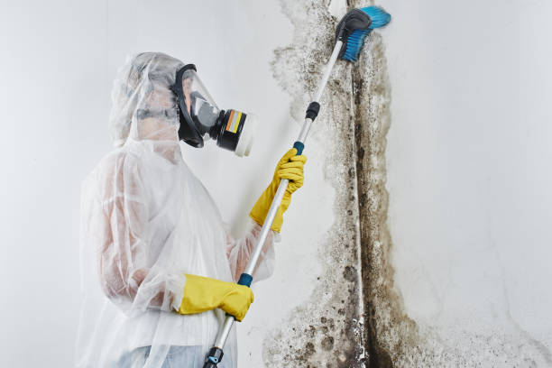 Best Mold Testing  in Occoquan, VA