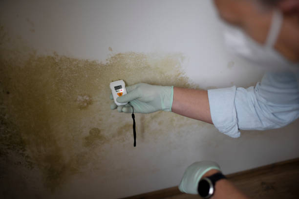 Best Certified Mold Removal  in Occoquan, VA