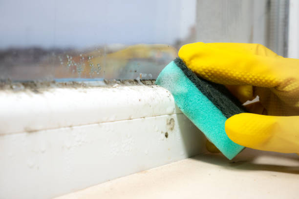 Best Mold Remediation  in Occoquan, VA