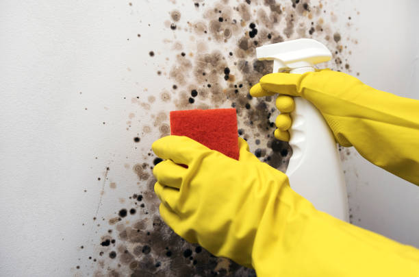 Best Mold Removal Near Me  in Occoquan, VA