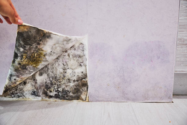 Mold Testing and Removal in Occoquan, VA